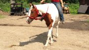 Jument Paint Horse 16.1 mains ENR.