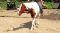 Jument Paint Horse 16.1 mains ENR.