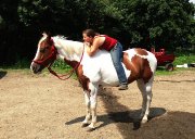 Jument Paint Horse 16.1 mains ENR.