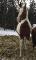 Jument Paint Horse 16.1 mains ENR.