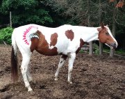 Jument Paint Horse 16.1 mains ENR.