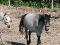 Jument Arabe,Canadien de 4ans