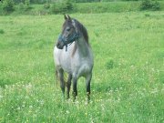 Jument Arabe,Canadien de 4ans