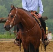 poulain quater horse 4 enr. 16 mains