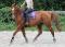DP URGENT Trotteur Français réformé - 10 ans -...