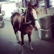 Service Daphné St-Maurice Équitation ! 