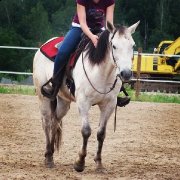 Quarter Horse Gris Polyvalent