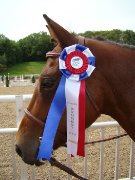 SUPERBE LARGE PONEY A VENDRE