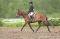 SUPERBE LARGE PONEY A VENDRE