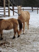 Ponette a vendre - Aubaine