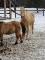 Ponette a vendre - Aubaine