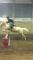 Ponette a vendre - Aubaine