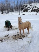 Ponette a vendre - Aubaine