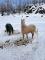 Ponette a vendre - Aubaine