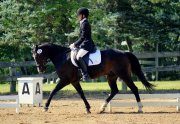 Poney de dressage très flashy