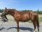 Superbe jument Warmblood