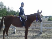 Superbe jument Warmblood