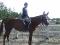 Superbe jument Warmblood