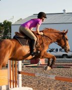 Superbe jument Warmblood