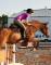 Superbe jument Warmblood