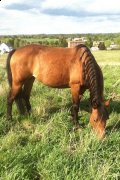 jument 4 1/2 ans A vendre