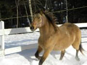 Jolie Buskin Appaloosa a vendre 