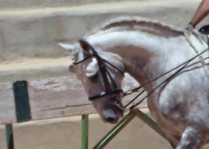 VENTE DE CHEVAUX IBERIQUES AU COEUR DE L ALGARVE