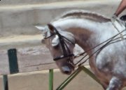 VENTE DE CHEVAUX IBERIQUES AU COEUR DE L ALGARVE