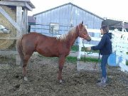 poulain 