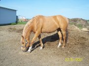 beau petit palomino