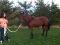 pouliche 1 an et demi prospect barils