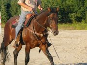 guelding 6 ans enr de barils