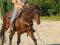 guelding 6 ans enr de barils