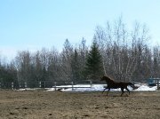 Pension pour chevaux, Notre-Dame-du-Mont-Carmel