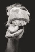 Dentiste equin