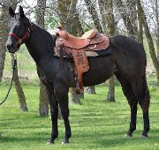 3 Quarter Horses enr.