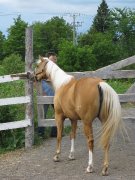 3 Quarter Horses enr.