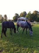3 Quarter Horses enr.