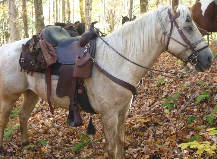 Appaloosa Palomino cheval guelding