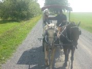 Appaloosa Palomino cheval guelding