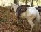 Appaloosa Palomino cheval guelding