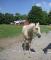 Appaloosa Palomino cheval guelding