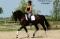 Jument hanoviren/dutch warmblood 16.2 mains. 