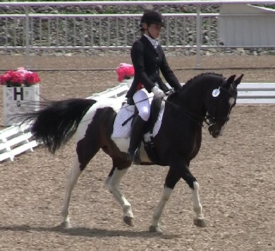 FEI poney 14 mains