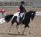 FEI poney 14 mains