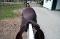 selle Dressage Bruno Delgrange