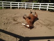 Super cheval a vendre 1200$