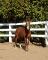 Super cheval a vendre 1200$
