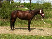 Jument QH de 5 ans