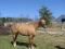 Poulinière  de reining à vendre